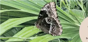  ?? ?? U bašti je 16 vrsta leptira, čije je stanište u centralnoj Americi, na Maldivima, Madagaskar­u i u Kostariki
