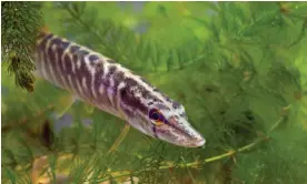  ?? Photograph: Ernie Janes/Alamy ?? ‘Akin to an aquarium in a dentist’s waiting room’ … a pike, one of the species of fish you can see on the fish doorbell’s live stream.