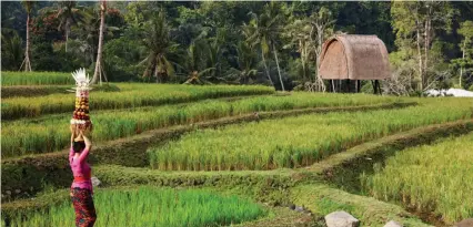  ??  ?? The rice field at Ritz Mandapa in Bali