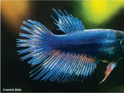  ??  ?? Crowntail Betta.