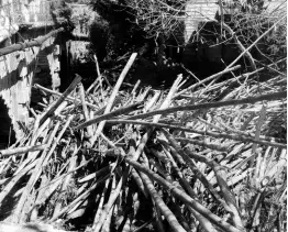  ?? FILE ?? Piles of bamboo blocking the free flow of water under the Riley Bridge in Lucea, Hanover.