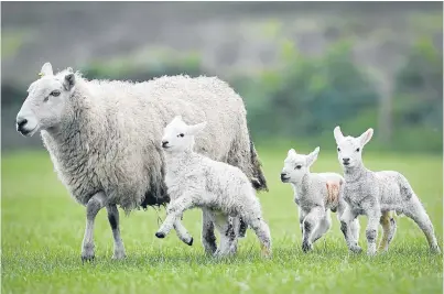  ?? Picture: PA. ?? More than 20,000 sheep are said to be killed by predators each year in Norway.