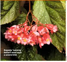  ??  ?? Begonia ‘Lucerna’ doesn’t need such a severe trim