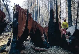  ?? KARL MONDON — STAFF PHOTOGRAPH­ER ?? Lumberman Jason Vincent looks at the base of a redwood tree that toppled during the CZU Complex fire in Big Basin Redwoods State Park on Aug., 28, 2020, near Boulder Creek.