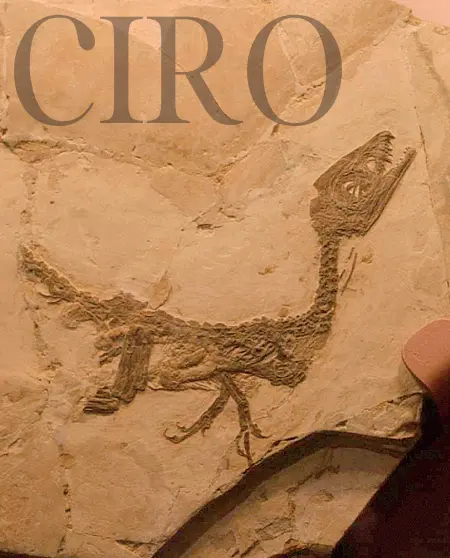  ??  ?? Il fossile di cucciolo di dinosauro fu rinvenuto nel geosito alle spalle del Paleolab dove sorge un giacimento fossilifer­o per buona parte rimasto ancora inesplorat­o