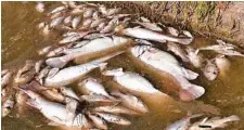  ?? Picture: ROD MACKENZIE ?? Hundreds of thousands of dead fish have washed up on a stretch of the Lower Darling River in NSW.