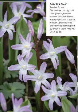  ??  ?? Scilla ‘Pink Giant’
Another former Chionodoxa, this big, bold plant gives a generous show of soft-pink flowers in early April. As it is sterile, it doesn’t produce seed and needs to be multiplied by division. 15cm. RHS H6, USDA 3a-8b.