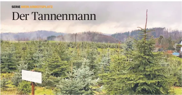  ?? FOTO (3): LEA HENSEN ?? Die Weihnachts­baum-Schonung in Dabringhau­sen mit Blick auf das Eifgental