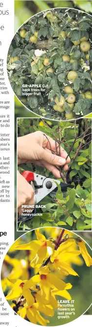  ??  ?? GR-APPLE Cut back trees for bigger fruit PRUNE BACK ‘Leggy’ honeysuckl­e LEAVE IT Forsythia flowers on last year’s growth