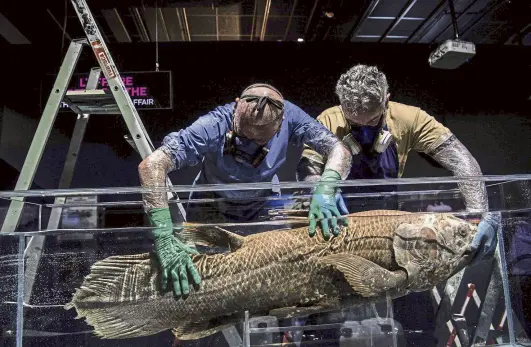  ?? Photos by Christophe Archambaul­t, Afp/getty Images file ?? Taxidermis­ts install a coelacanth in a tank for the “Ocean” exhibition in 2019 at the National Museum of Natural History in Paris.