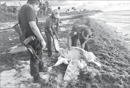  ??  ?? Inspectore­s de las procuradur­ías federal y estatal de Protección al Ambiente realizaron ayer un operativo sorpresa en Mahahual, Quintana Roo, contra el saqueo de huevos de tortuga ■ Foto Notimex