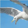  ?? Picture: Steven Brown. ?? Mrs Cruickshan­ks believes the gull attack was responsibl­e for her having a heart attack.