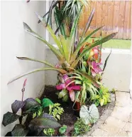  ??  ?? Bromeliad tree design potted with vertical log support