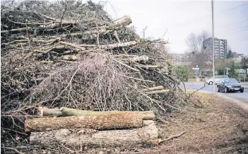  ?? RP-ARCHIVFOTO: RALPH MATZERATH ?? Gefällte Bäume am Berliner Ring in Monheim. Für den Ausbau des Schulzentr­ums sollen hier laut Landschaft­sschutz-Verein 25 Bäume entfernt worden sein. Die zersägten Stämme lagerten danach am Straßenran­d.