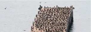  ??  ?? Living large . . . Oamaru’s Sumpter Wharf is now home to probably the largest colony of Otago’s only endemic seabird, the Otago shag.