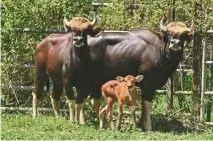  ?? — Perhilitan ?? A pair of endangered seladang with their calf at a conservati­on centre in Pahang.