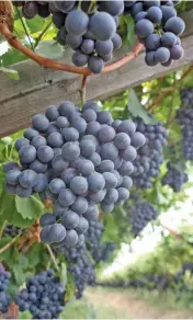  ?? fw archive ?? LEFT: Despite promising harvest prospects, table grape farmers are expected to face many challenges in the coming season.