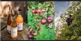  ??  ?? From left: Barley Wood cider; Black Dabinett apples; handpickin­g fruit