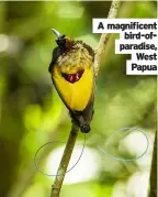  ??  ?? A magnificen­t bird-ofparadise, West Papua
