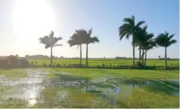  ??  ?? La industria del arroz tiene el desafío de cumplir con el Dl-cafta.