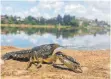  ?? FOTO: RANJA ANDRIANTSO­A/ DEUTSCHES KREBSFORSC­HUNGSZENTR­UM/DPA ?? Der Marmorkreb­s wird zur Plage.