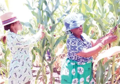 ?? — Picture: John Manzongo ?? First Lady Dr Auxillia Mnangagwa and her Botswana counterpar­t Mrs Neo Jane Masisi, who is in the country to learn from her Zimbabwean counterpar­t’s life-changing initiative­s, admire a maize crop during an AGRIC4SHE field day at Mr and Mrs Plaxedes Chifokoyo’s homestead in Mashonalan­d East yesterday.
