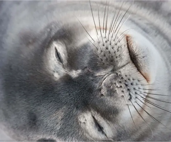  ??  ?? Above: Portrait of a Weddell seal.