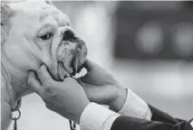  ??  ?? Albert Nishimoto shows his bulldog, Arrow, during Friday’s competitio­n. Dogs will be participat­ing in breed competitio­ns, dock diving, barn hunts and flyball this weekend.