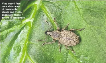  ??  ?? Vine weevil feed on a wide range of ornamental plants and fruits, especially those grown in containers