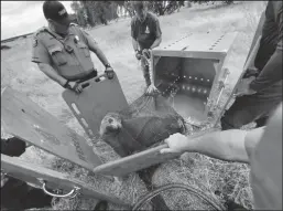  ?? SAN JOAQUIN COUNTY SHERIFF’S OFFICE ?? Rescuers herd a reluctant Gilligan into a crate so he can be taken to the Marine Mammal Center on Sunday.