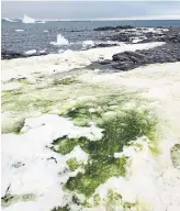  ?? DR. MATT DAVEY UNIVERSITY OF CAMBRIDGE ?? Algae blooms are turning Antarctica’s snow green, and climate change is to blame, researcher­s say.