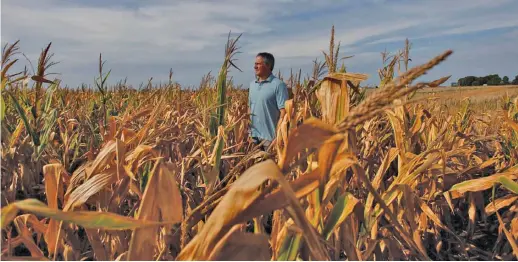  ?? MARTIN ACOSTA / ALAMY VIA DIÁLOGO CHINO ?? A farmer stands in a drought-hit maize field near Chivilcoy, Buenos Aires Province.