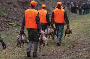  ??  ?? Lors des battues de faisans, en Hongrie ou en Angleterre, les chasseurs optent de plus en plus pour des canons de 76, voire 81 cm.