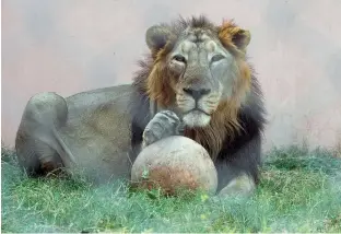  ?? MANEESH AGNIHOTRI ?? ROYAL RETREAT
Kuber the lion lounges at the
The Lion Breeding Centre at the Etawah Safari Park in Uttar Pradesh