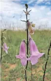  ??  ?? THE Ceratothec­a triloba, or wild foxglove.