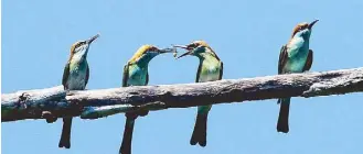  ??  ?? WBPP member Virgilio Gales captured Blue-Throated Bee-Eaters sitting side by side on a tree branch.