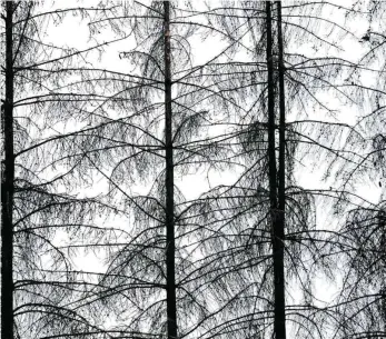  ?? FOTO: STEFFEN SCHELLHORN/IMAGO IMAGES ?? Der Zustand der Wälder ist nach Ansicht von Wissenscha­ftlern dramatisch. Das hänge mit einer Kombinatio­n aus Stürmen, Trockenhei­t und der Massenverm­ehrung von Laub- und Nadelfress­ern zusammen.