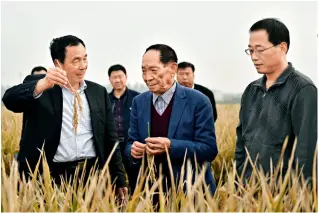  ??  ?? On October 15, 2017, the yield of the super hybrid rice selected and cultivated by Yuan Longping and his team reaches 17,200 kg per hectare, creating a new world record.