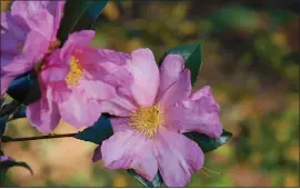  ?? VINCENT A. SIMEONE — PLANTING FIELDS ARCHIVES VIA AP ?? This undated photo provided by Planting Fields Archives shows Camellia sasanqua x ‘Long Island Pink’ flowers in bloom at Planting Fields Arboretum State Historic Park in Oyster Bay, New York.