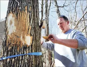  ?? Hearst Connecticu­t Media file photo ?? Matt Bartelme examines an ash tree infested with emerald ash borer, a tree- killing pest, at a Danbury home on March 11, 2016.