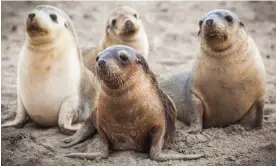  ?? Photograph: Brad Leue/Alamy ?? There was a64% reduction of Australian sea lion pups between 1977 and 2019 due to hunting, entangleme­nt in fishing gear or other marine debris and disease.