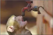  ?? SANJAY KANOJIA / AFP ?? A monkey tries to quench its thirst from a water tap on a hot summer day in Prayagraj, India, on May 20.