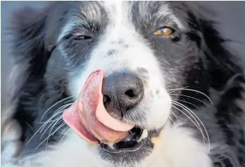  ?? Photo / Donna Russell ?? A dog’s sense of smell is its superpower, with its nose boasting about 300 million olfactory receptors compared with about 6 million in humans.