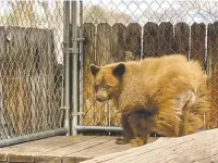  ?? COURTESY PHOTO ?? Dawn, a yearling bear cub that was on the brink of death when it was rescued from a dumpster in Red River several weeks ago, is now recuperati­ng in an enclosure at Cottonwood Rehab outside Española and is gaining weight.