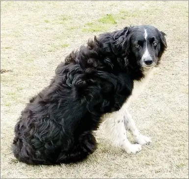  ?? Lynn Atkins/The Weekly Vista ?? Bolt, a five-year-old Border collie, patrols the Kingswood and Berksdale golf courses every morning looking for geese. He doesn’t kill the geese, but he chases them off the course, saving hours of clean up work for the staff. Bolt belongs to the...