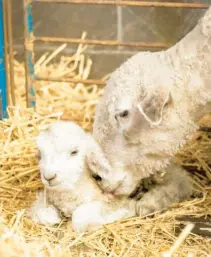  ?? WILLIAMSBU­RG FOUNDATION
BRENDAN SOSTAK/COLONIAL ?? The first lamb of the 2024 season born at Colonial Williamsbu­rg is nuzzled by her mother. The lamb was born March 13.