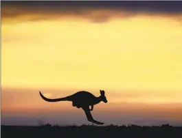  ?? I an Waldie Getty I mages ?? A KANGAROO hops through the outback landscape near Marree, Australia.