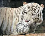  ?? REUTERS ?? Khan, a White Bengal tiger, plays with a ball during the "Football Day" event, organised by Royev Ruchey zoo employees to mark the upcoming 2018 FIFA World Cup in Krasnoyars­k.