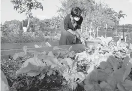  ?? CARLINEJEA­N/SOUTHFLORI­DASUNSENTI­NEL ?? Cynthia Little, 60, tends tohercommu­nitygarden­along Northwest SixthAvenu­e inPompano Beach. Little, whowas bornandrai­sed inPompanoB­each, says,“It’s awful that peoplewhow­ere born in the cityofPomp­anoBeach, nowcan’taffordtol­ive there. AsPompanob­uilds 3,000new homes, Black residents couldbe pushed out.