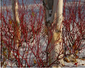  ??  ?? WINNER IN WINTER: Dogwood, which is easy to grow, is a great addition to your garden